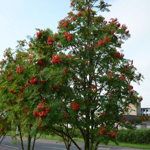 Sorbus aucuparia Rowan Tree Pot | ScotPlants Direct